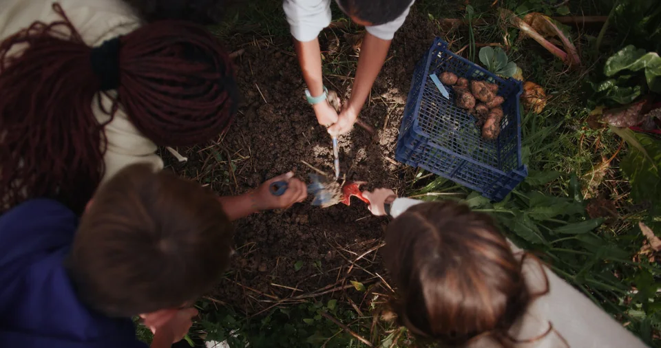 A group of people digging in a field.